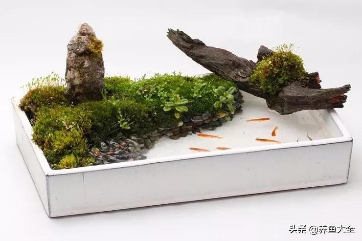 什么金鱼好养又好看,养哪种金鱼又好看又好养