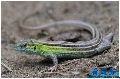 在女儿国,在女儿国男人会怎样