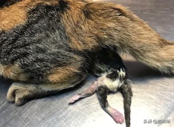 猫咪难产去医院怎么办,如果猫咪难产应该怎么办