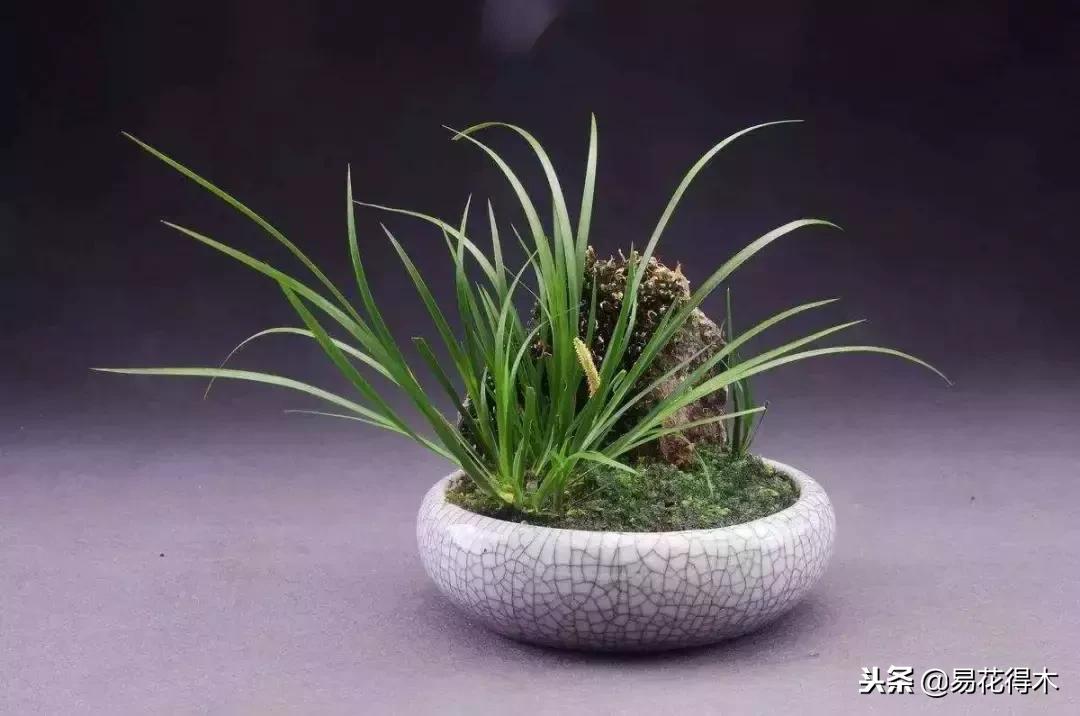 文房菖蒲怎么养殖,菖蒲的养护方法