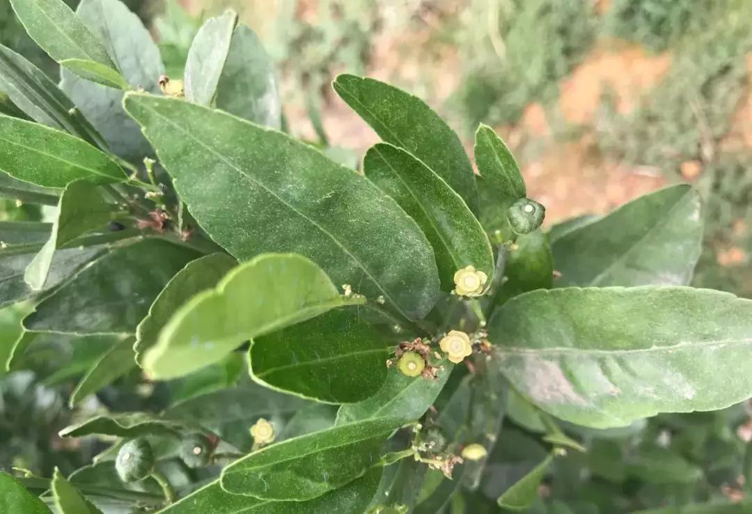 柑橘幼果出现黄色斑点是什么原因,导致柑橘黑皮果的虫害
