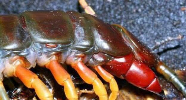 世界上毒性最强的五条蜈蚣,最常见的蜈蚣有几种