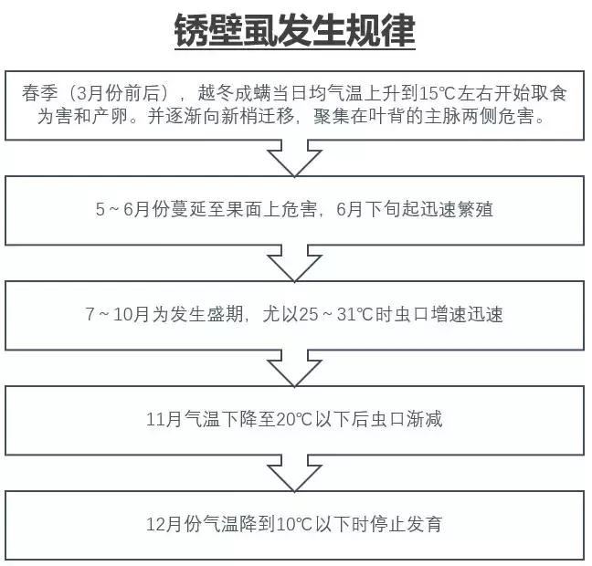 锈壁虱会在5天内果子全部变黑吗,锈壁虱为害的果实怎么补救