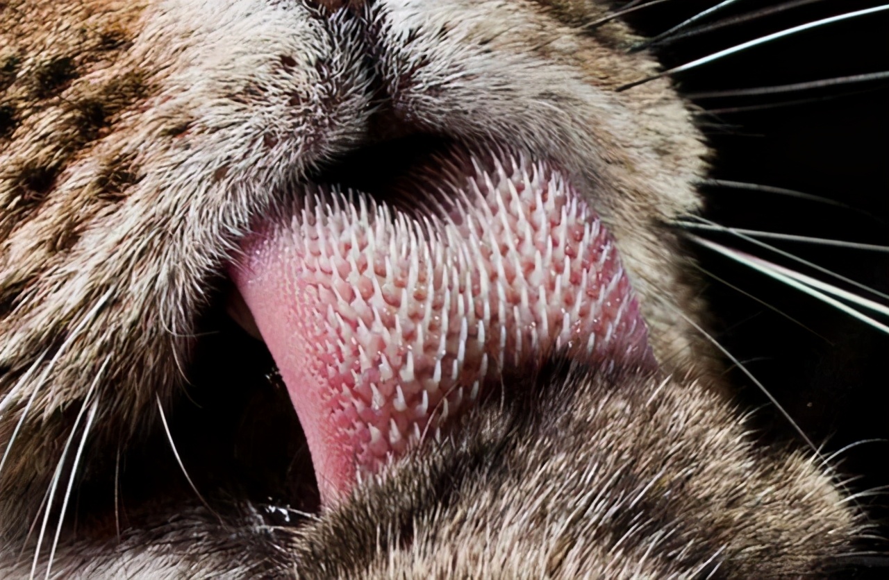 猫咪舔哪里代表身上有虫了,猫咪舔你的嘴代表什么意思