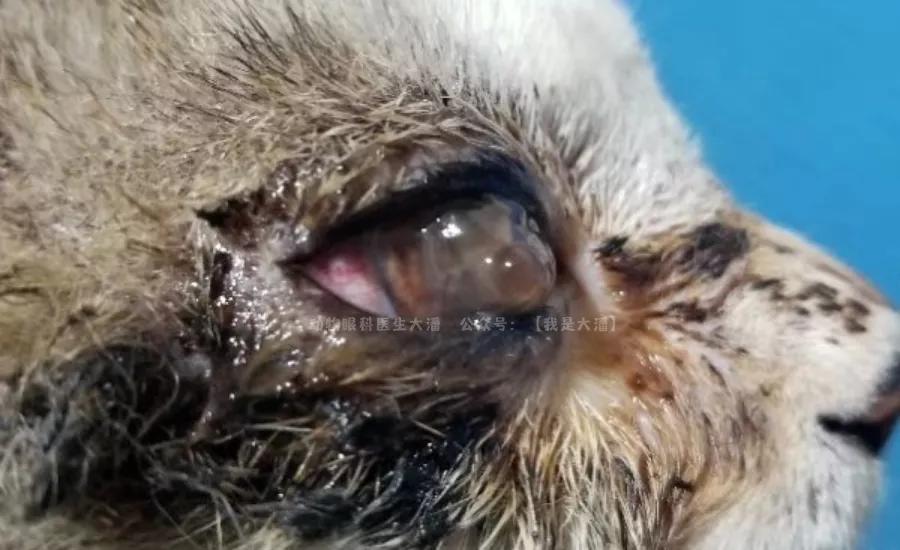 猫咪角膜溃疡最快治愈的方法,猫咪眼球突出角膜穿孔
