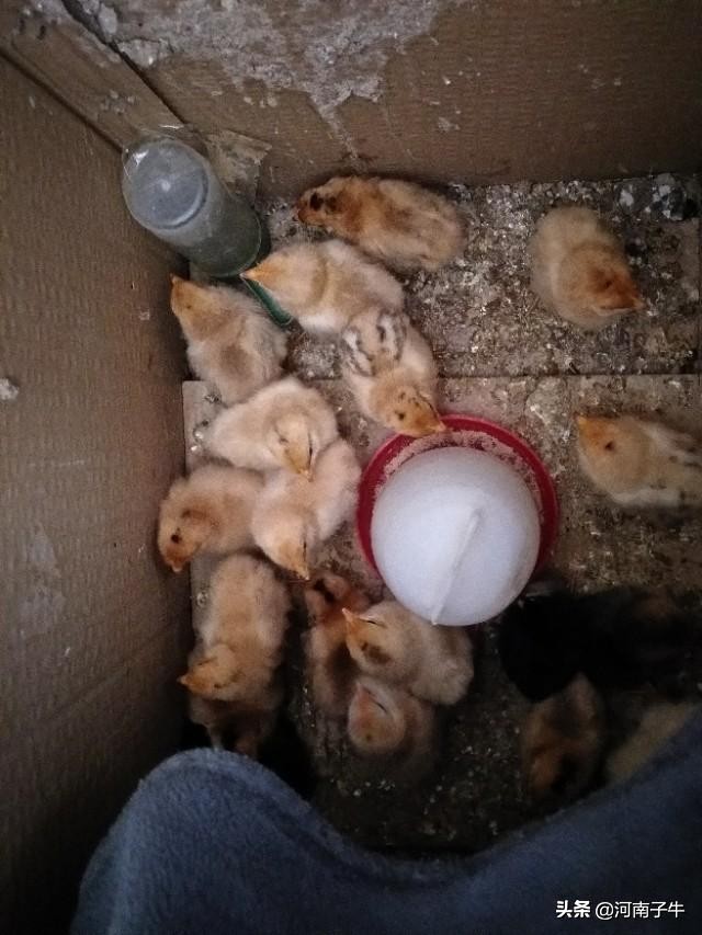 在家里如何孵化小鸡,自己在家怎么简单孵化小鸡