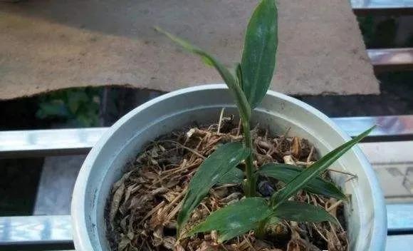 生姜放在瓶子里能长芽出来吗,生姜扔水里长成富贵盆景