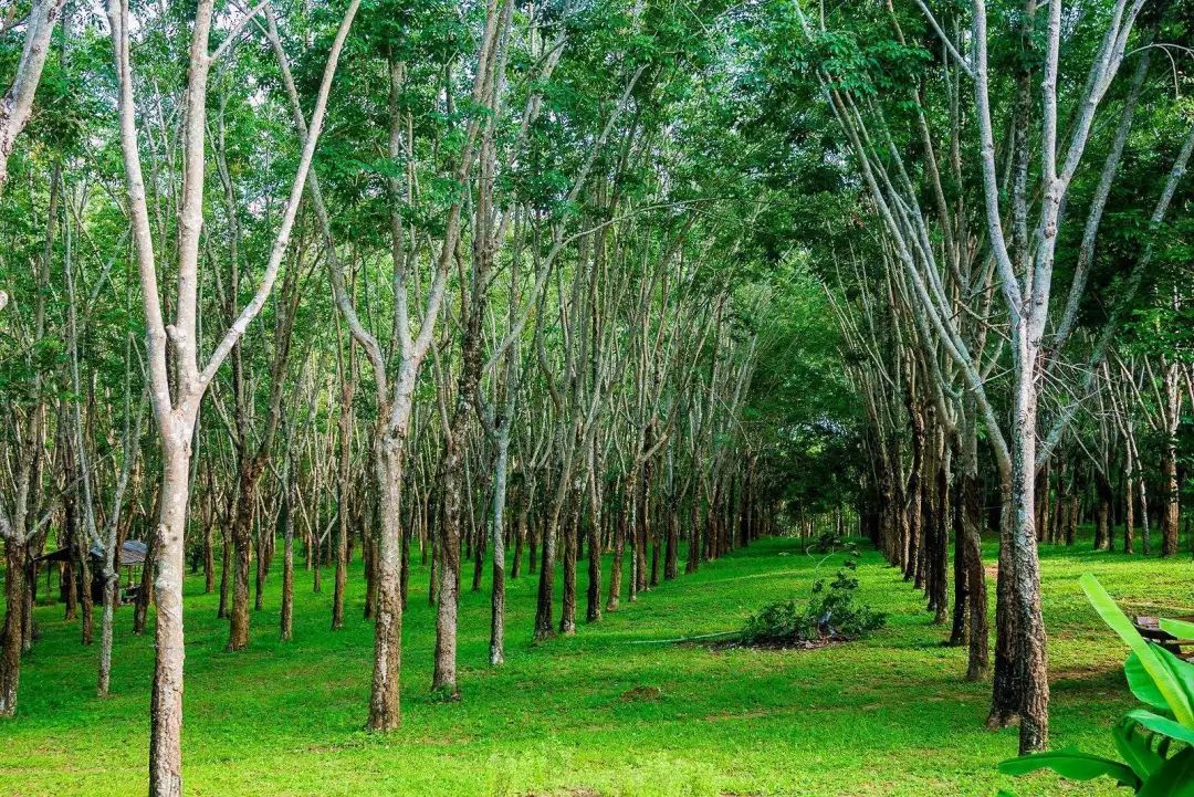 乳胶枕头泰国原装进口怎样选择,泰国乳胶枕头有钢印就是正品吗