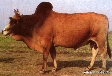 牛常见品种有哪些,牛的品种介绍及图片