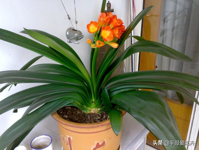 夏季给君子兰浇水的正确方法,夏天养护君子兰浇什么水最正确的