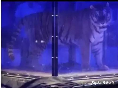 上海野生动物园国际马戏,上海野生动物园的马戏剧场演多久