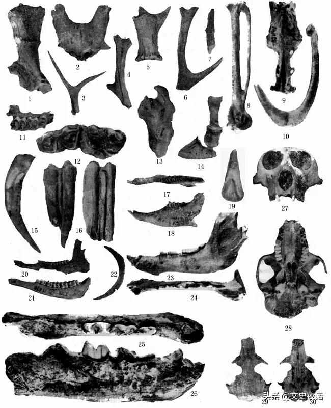 中国狗肉历史记录,吃中国狗肉的传统