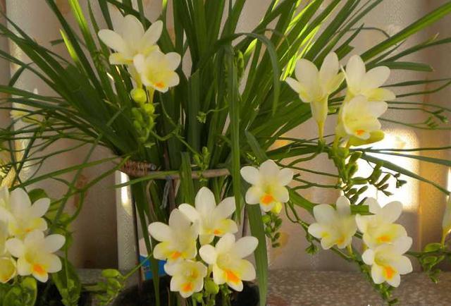 绿萝吊兰适合水栽吗,绿萝吊兰养在鱼缸