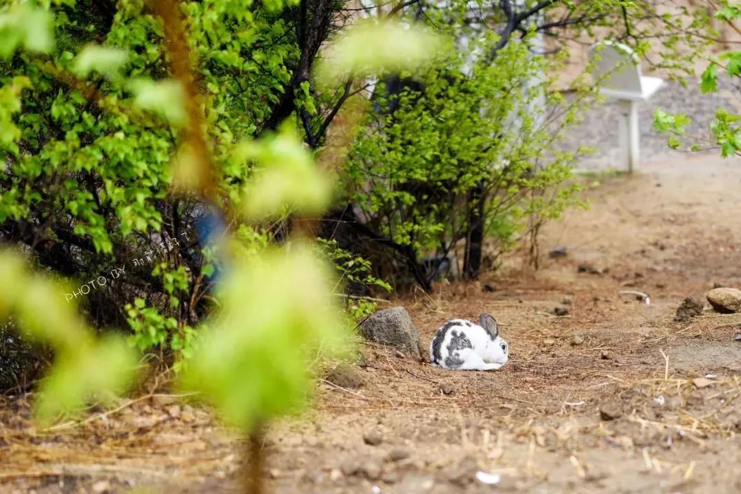 北京京郊童话树屋,台湾神奇的树屋