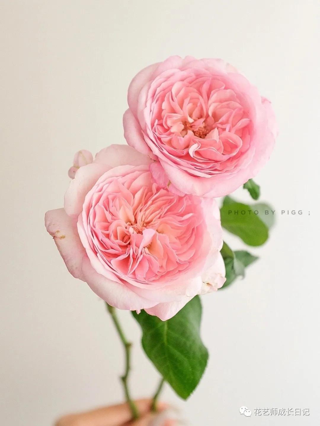 五号香水玫瑰花,100朵粉色玫瑰