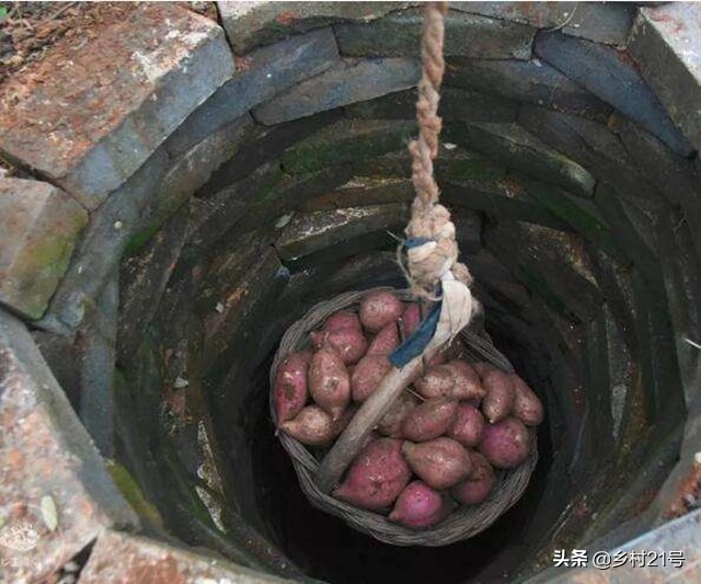 种红薯怕旱还是怕涝,种红薯水浇多了怎么办