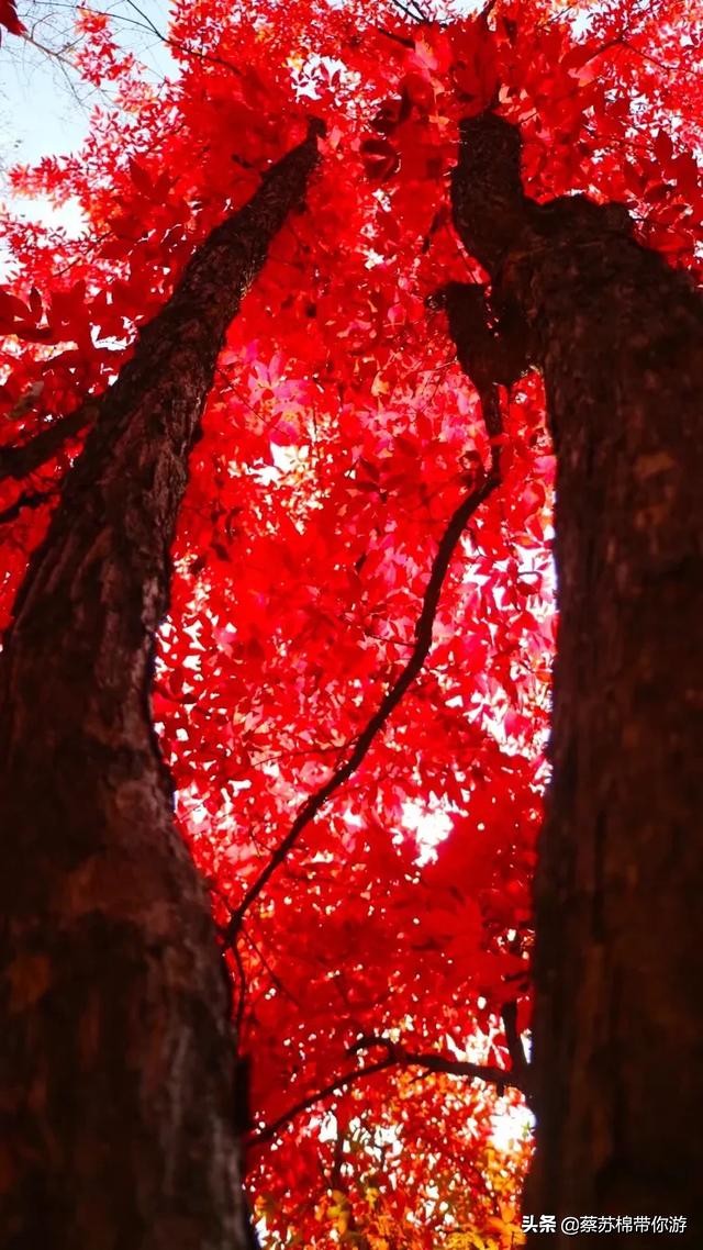 本溪赏枫攻略,本溪赏枫景区