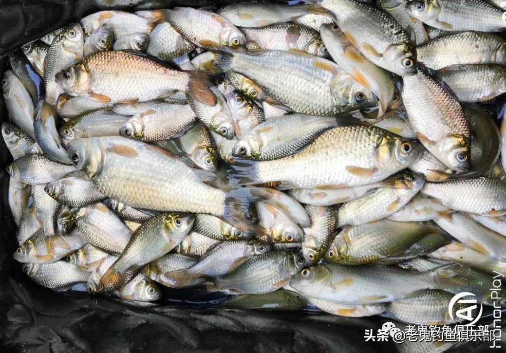 野河钓鲫鱼长竿占优势吗,现在野河钓鲫鱼是钓深处还是浅滩