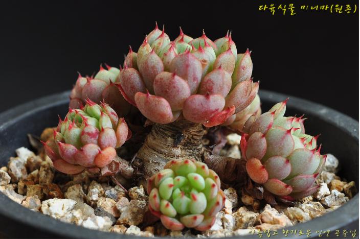 韩国多肉大全图片,多肉公主的图片