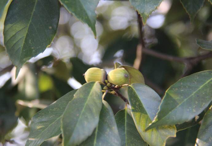 药材知母苍耳,中药材楮树白皮