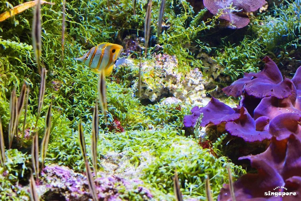 合肥直飞新加坡旅游,合肥新桥机场直飞新加坡