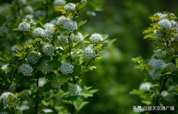 石楠花又开了,石楠花春天