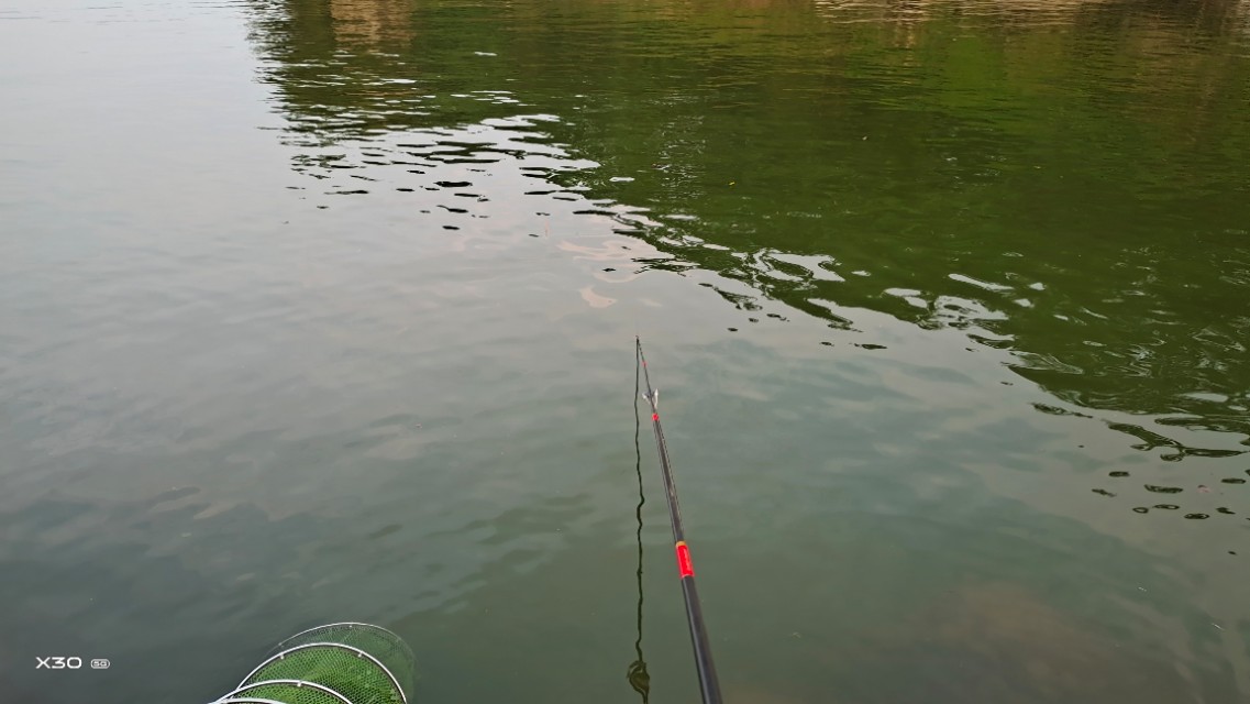 鲮鱼不打窝,钓鲮鱼的技巧和饵料