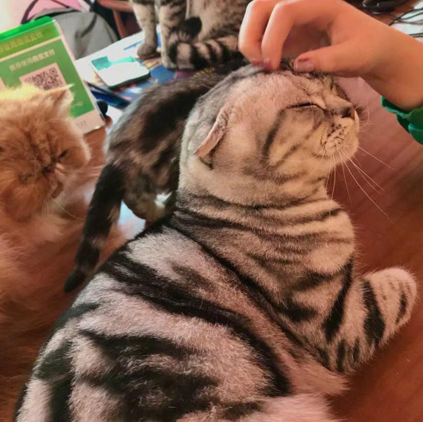 秦皇岛这只网红猫日常“巡逻”你见过吗?岛上还有这些撸猫好去处~