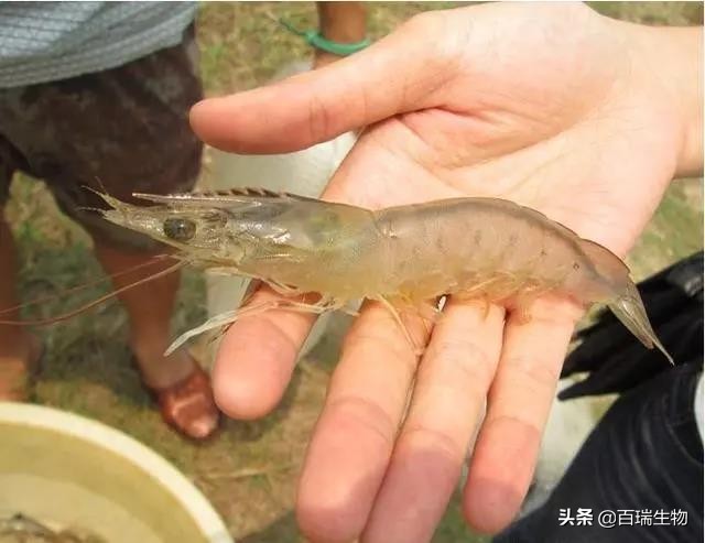 怎样让对虾顺利转肝,对虾转肝期管理要点
