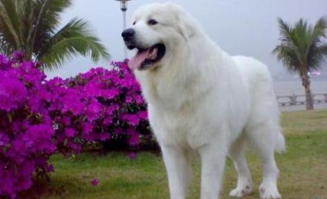 城市没有被禁养的几种大狗,已被各大城市禁养的五种狗