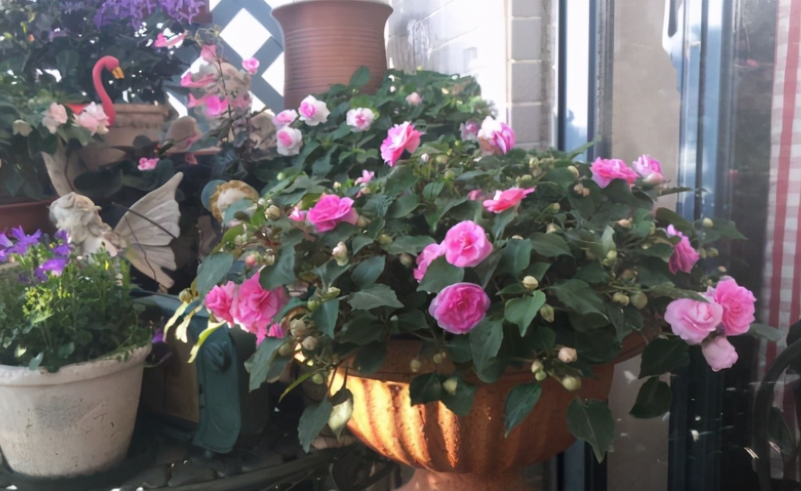 养花的小技巧大全视频,养花知识大全和小技巧