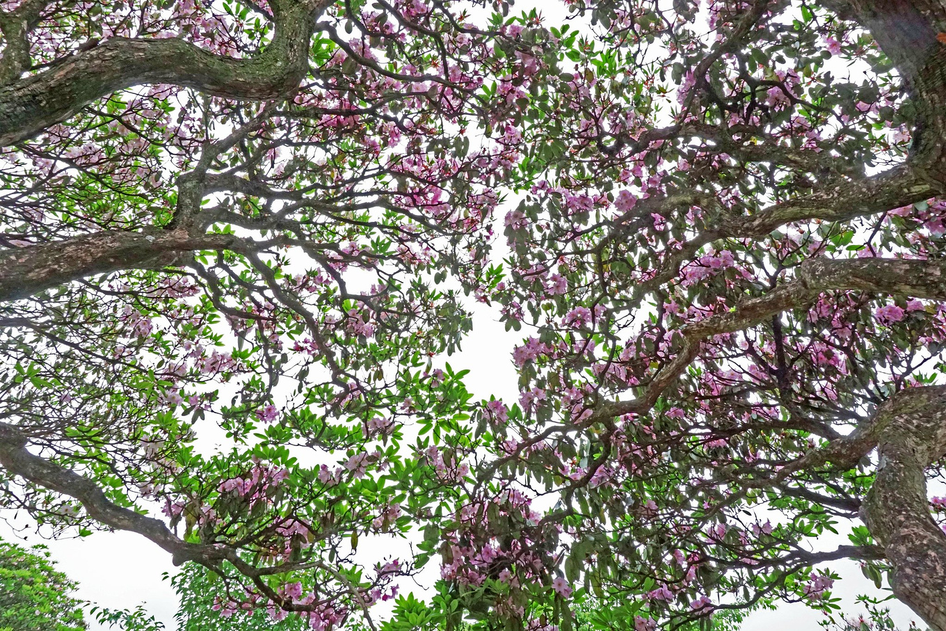 天台华顶山森林公园历史,李白来过天台吗