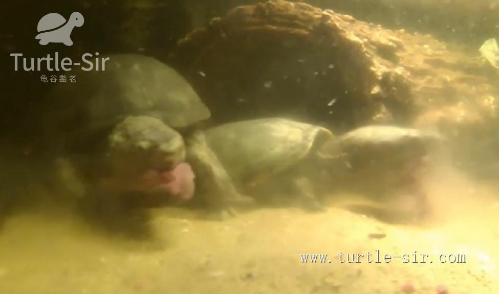 养龟之道如何掌握适宜龟缸水位,养龟如何判断龟缸水质好坏