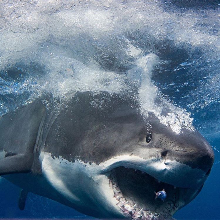 海洋中几乎无敌的大白鲨,真正的大白鲨和巨齿鲨的图片
