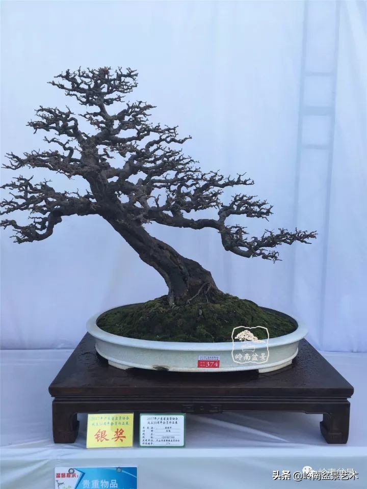 经典雀梅文人树盆景,十年以上的雀梅盆景图及价格