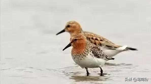 看图识鸟图片及答案,看图识鸟软件哪个好用