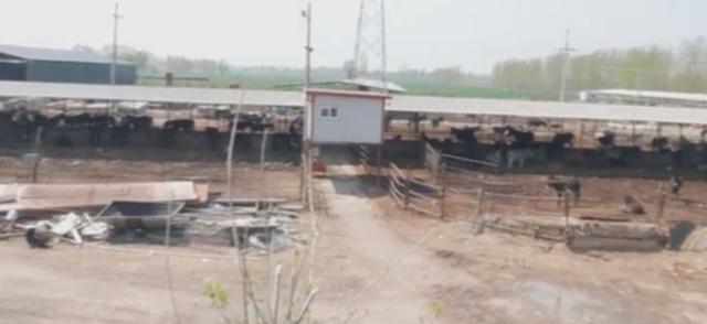 河南乡镇最霸气驴肉,山西最霸气驴肉馆一头驴煮一锅