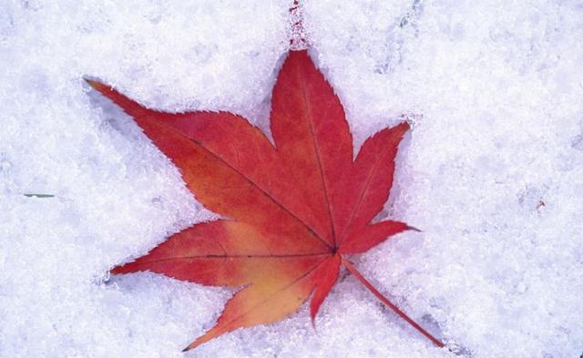 半路夫妻靠不住的意思,半路夫妻靠谁都靠不住