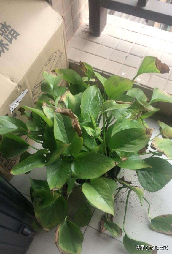 绿萝为什么加了营养液还是黄叶子,绿萝黄叶原因及解决办法