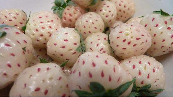 这种奇怪的果子你见过吗,这种水果很罕见