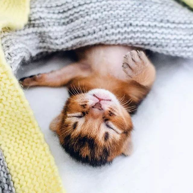 贵族阿比西尼亚猫,神秘的波斯猫