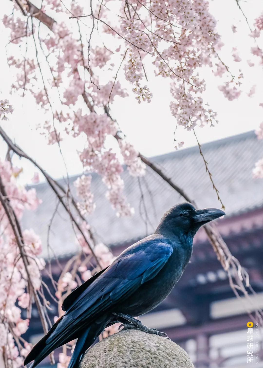 林草领域知识图谱,林草科普专业术语