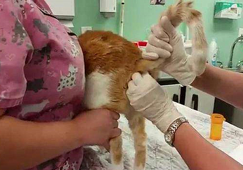 猫咪的肛门腺不一定要挤，但前提是主人做好定期检查