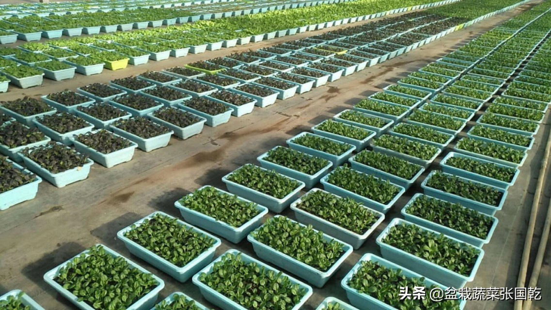 蔬菜种植主题展示活动策划,盆栽蔬菜营销策划书