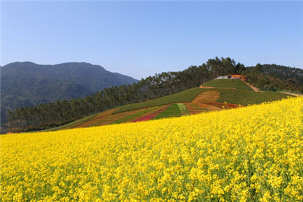 福建省长泰县在哪里,福建特产长泰芦柑