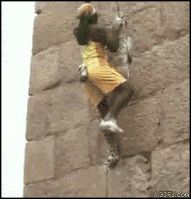 60个脑洞大开的真实照片，安装钛钢牙的军犬，拿破仑私人用的手枪