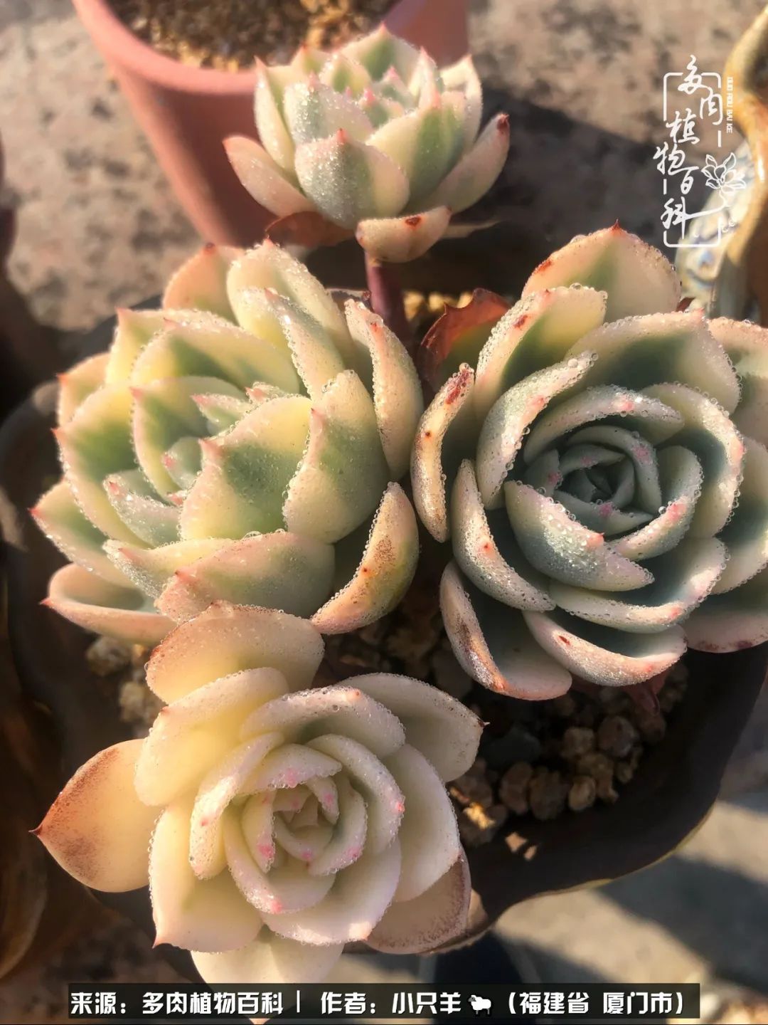 多肉像葡萄一样,多肉像铃兰一样