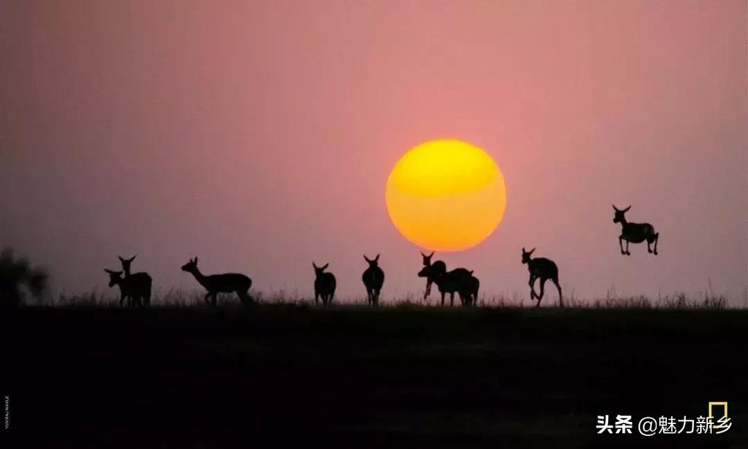 摄影欣赏:大开眼界,美国国家地理拉美官网的精彩大片