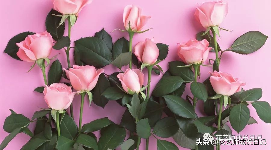 玫瑰花从1到99朵的花语是什么,1到19朵玫瑰花语是什么