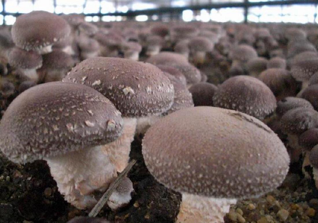 种植香菇怎样能快速发芽,香菇发菌期出现白毛菌怎么办